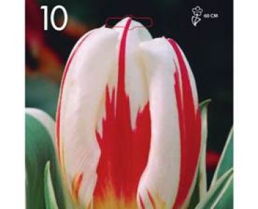 Лале Happy Generation 1 оп (10 луковици)